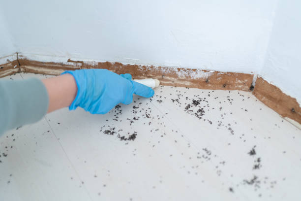Best Bed Bug Extermination  in Paw Paw Lake, MI